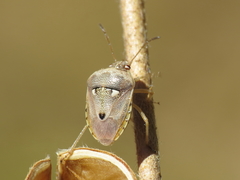 Stagonomus bipunctatus