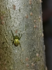 Alpaida variabilis