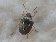 Stagonomus bipunctatus