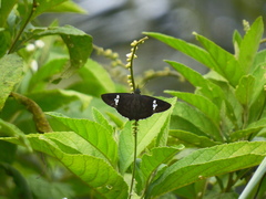 Chrysoplectrum perniciosus