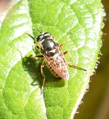 Sphecomyia oraria