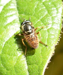 Sphecomyia oraria