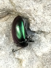 Chalcopteroides cyanopterus