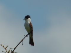 Xenopsaris albinucha