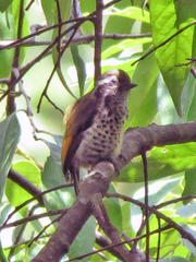 Picumnus innominatus