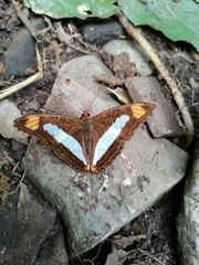 Adelpha fessonia