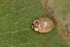 Adalia decempunctata