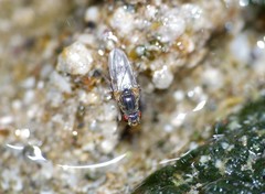 Ephydra