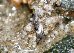Ephydra