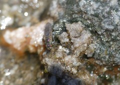 Ephydra