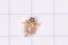 Adalia decempunctata