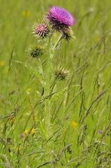 Carduus nutans nutans