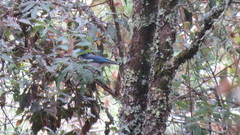 Aphelocoma ultramarina