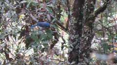 Aphelocoma ultramarina