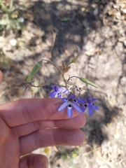 Conanthera trimaculata