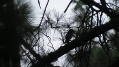 Aphelocoma ultramarina