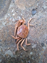 Trichodactylus petropolitanus