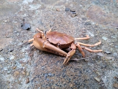 Trichodactylus petropolitanus