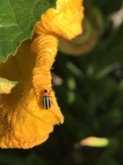 Acalymma trivittatum