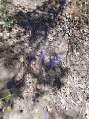 Conanthera trimaculata