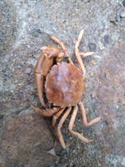 Trichodactylus petropolitanus