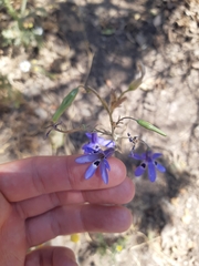 Conanthera trimaculata