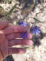 Conanthera trimaculata