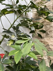 Heptapleurum arboricola