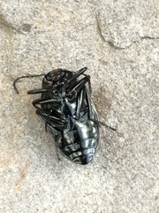 Chalcopteroides cyanopterus