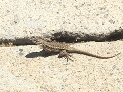 Sceloporus occidentalis