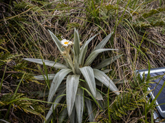 Large Leaf Mountain Daisy (Celmisia semicordata)