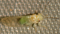 Cacopsylla annulata
