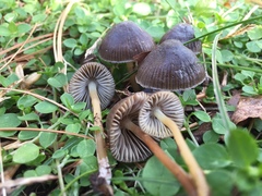 Mycena griseoviridis