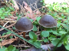 Mycena griseoviridis