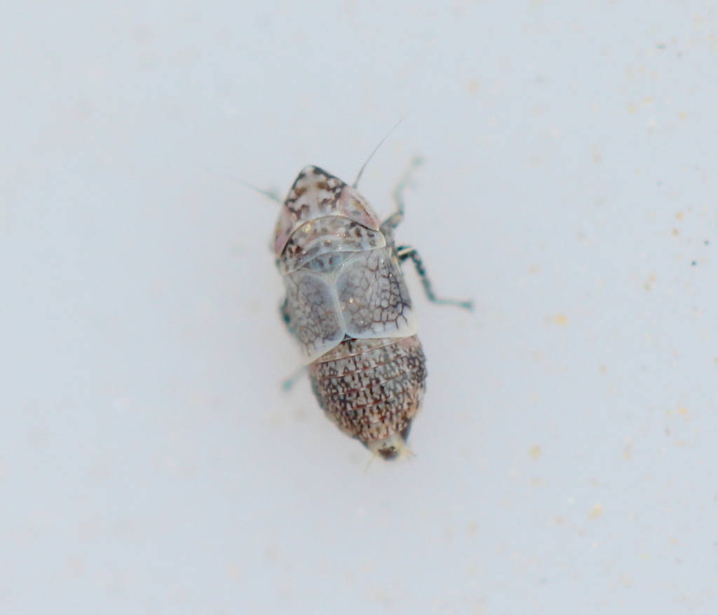 Bretega claviverpa