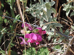 Marrubium incanum