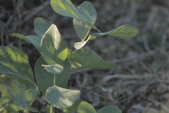 Baptisia sphaerocarpa