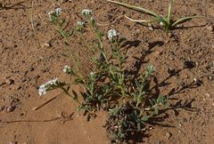 Heliotropium crispum