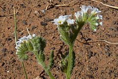 Heliotropium crispum