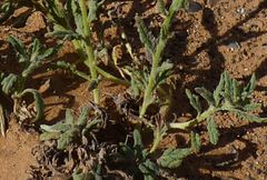 Heliotropium crispum