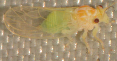 Cacopsylla annulata