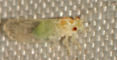 Cacopsylla annulata