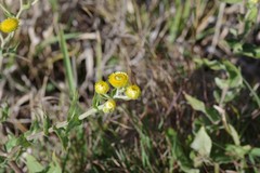 Helichrysum cooperi