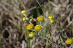 Helichrysum cooperi