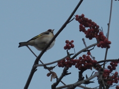 Carduelis carduelis
