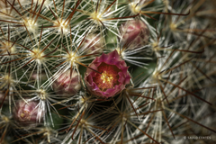 Mammillaria jaliscana jaliscana