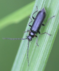 Cantharis tuberculata