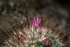 Mammillaria jaliscana jaliscana