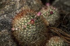 Mammillaria jaliscana jaliscana