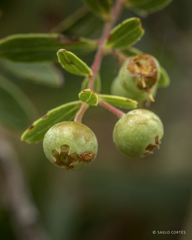 Vaccinium stenophyllum